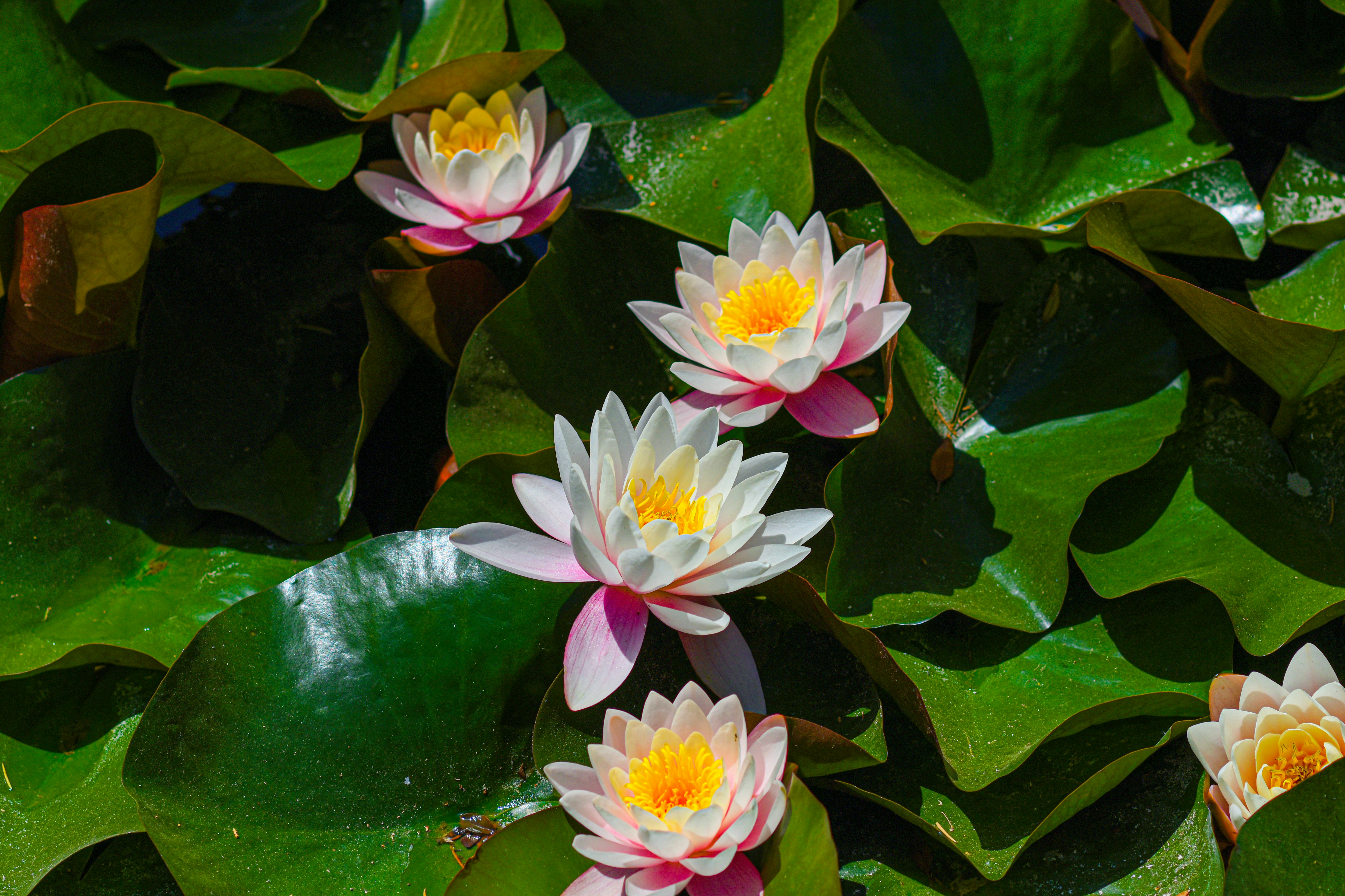 Mindfulness Practices for Stress Reduction